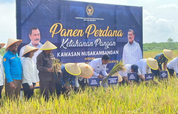 Menteri Imigrasi dan Pemasyarakatan, Agus Andrianto sedang melakukan panen perdana ketahanan pangan di Nusakambangan, Kamis (17 /4/2025).