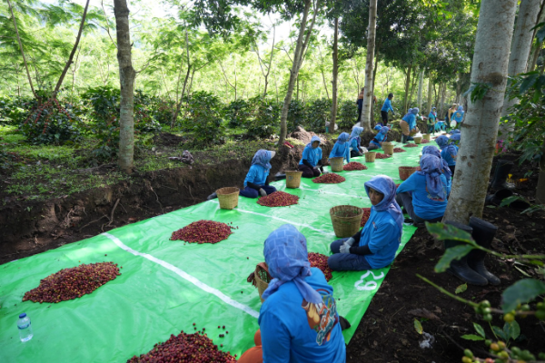 Pengiriman kopi Arabika Ijen-Bondowoso oleh PalmCo yang berhasil menembus pasar Amerika Serikat dan Inggris pada awal 2026.