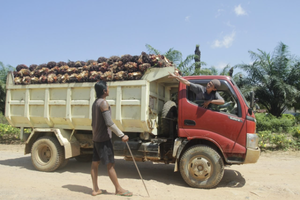 Pencurian TBS sawit menjadi sorotan karena dinilai tidak hanya merugikan perusahaan, tetapi juga mengancam keamanan pekerja dan petani swadaya serta iklim usaha perkebunan.
