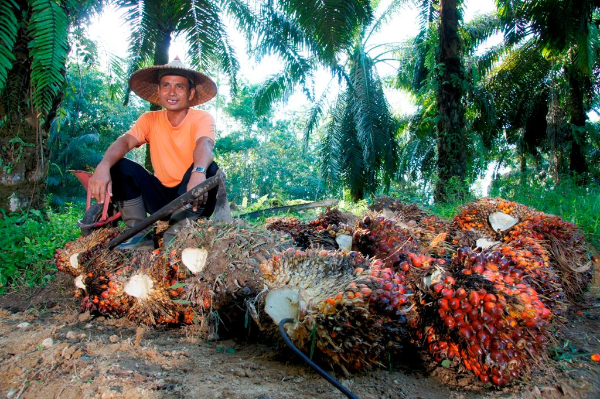 PTPN IV PalmCo memperkuat kemitraan dengan petani melalui pendampingan Program PSR dan penyerapan TBS sebagai bagian dari upaya membangun ekosistem sawit rakyat yang berkelanjutan.