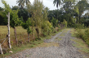 Jalan Penghubung Gampong Blang Selesai Serakan Krikil, Warga Dambakan Rambat Beton