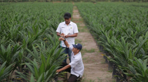 PTPN IV PalmCo Percepat Peremajaan Sawit Rakyat, 6 Juta Bibit Unggul Disalurkan ke 20 Ribu Petani