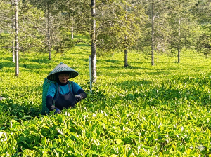Kartini, Pemetik Teh Malabar yang Jadi Simbol Ketangguhan SDM Perkebunan