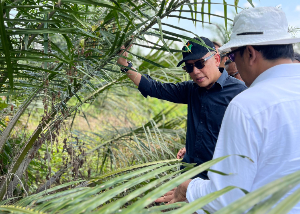Uji Serangga Penyerbuk Afrika di Simalungun, PalmCo Dorong Lonjakan Produktivitas Sawit Nasional