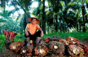 Harga Sawit Bergejolak, PTPN IV PalmCo Tetap Serap 1,03 Juta Ton TBS Petani