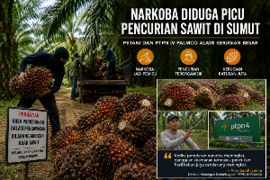 Narkoba Diduga Picu Maraknya Pencurian Sawit di Sumut, Petani dan PTPN IV PalmCo Alami Kerugian Besar