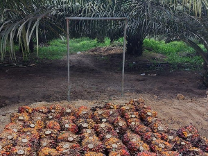Holding Perkebunan Nusantara Soroti Keterkaitan Narkoba dan Pencurian Sawit, PTPN IV PalmCo Perkuat Pengamanan di Sumatera Utara