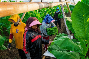 PTPN I Regional 5 Jaga Mutu Tembakau Besuki, Bidik Pasar Cerutu Premium Dunia