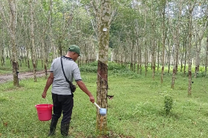 RPN Perkuat Pengendalian Pestalotiopsis untuk Jaga Produktivitas Tanaman Karet