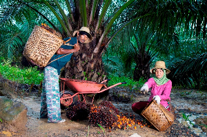 Kemitraan Petani Jadi Kunci PTPN IV PalmCo Perkuat Pasokan CPO untuk Dukung Program B50